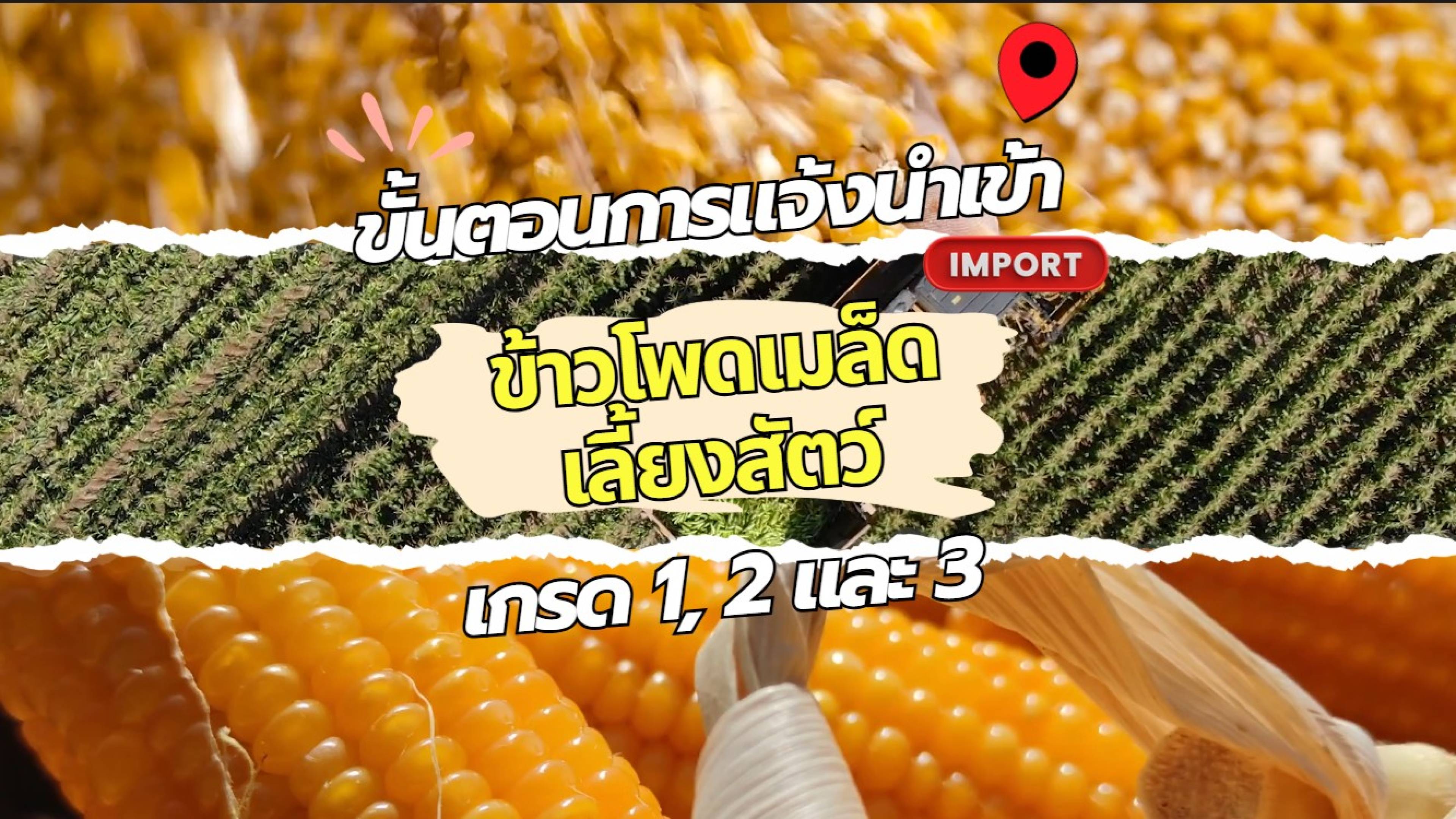 ขั้นตอนการแจ้งนำเข้าข้าวโพดเมล็ดเลี้ยงสัตว์