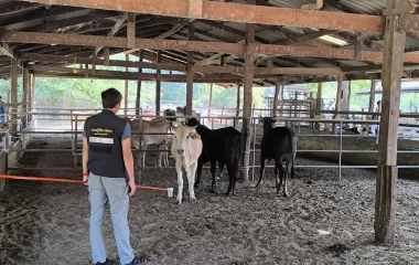 กองควบคุมอาหารและยาสัตว์ เข้าตรวจสอบฟาร์มโคที่ถูกระงับการส่งออกไปยังสหพันธรัฐมาเลเซีย