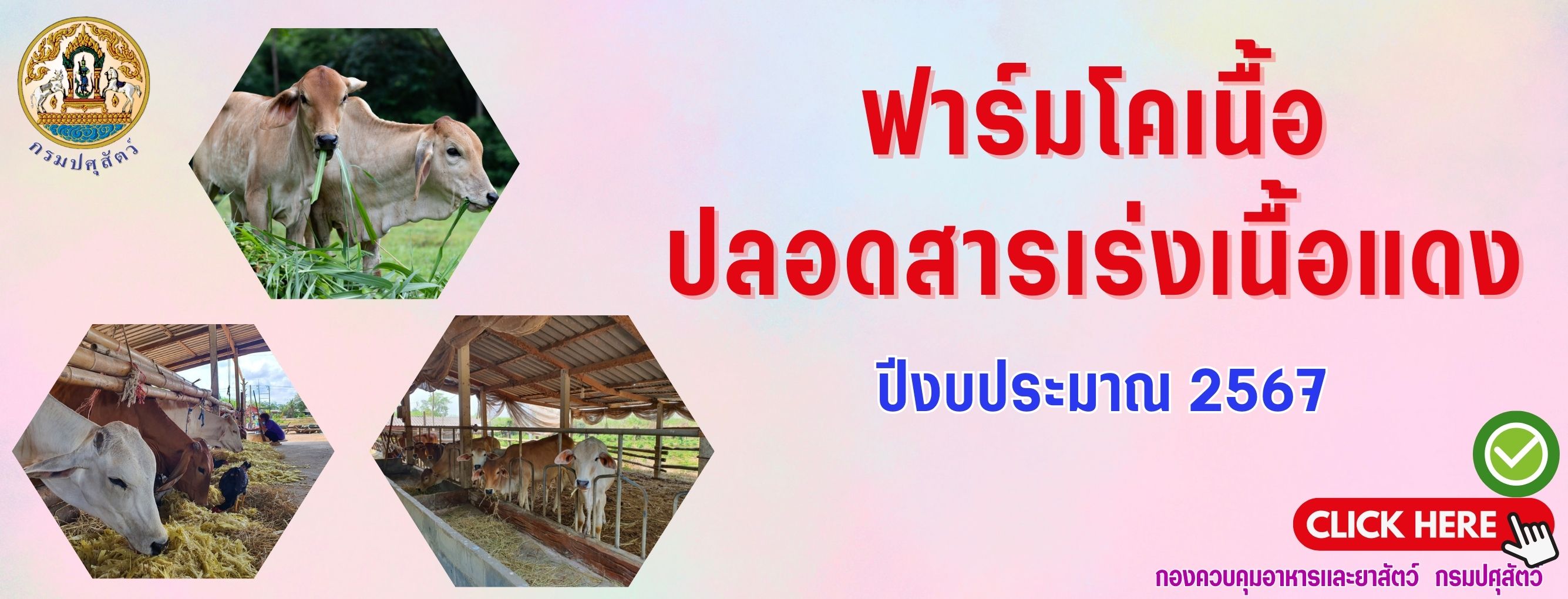 แบนเนอร์ - ฟาร์มโคเนื้อได้รับการรับรอง  ฟาร์มปลอดสารเร่งเนื้อแดง ปีงบประมาณ 2567